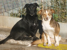 FENJA, Hund, Mischlingshund in Bulgarien - Bild 13