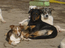 FENJA, Hund, Mischlingshund in Bulgarien - Bild 14