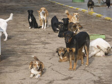 FENJA, Hund, Mischlingshund in Bulgarien - Bild 15