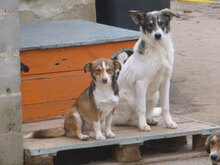 FENJA, Hund, Mischlingshund in Bulgarien - Bild 16