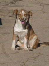 FENJA, Hund, Mischlingshund in Bulgarien - Bild 2