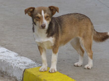 FENJA, Hund, Mischlingshund in Bulgarien - Bild 3