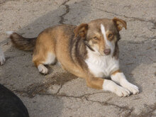 FENJA, Hund, Mischlingshund in Bulgarien - Bild 5