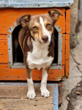 FENJA, Hund, Mischlingshund in Bulgarien - Bild 6