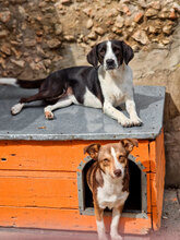 FENJA, Hund, Mischlingshund in Bulgarien - Bild 7