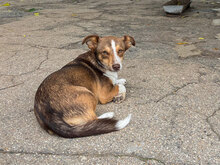 FENJA, Hund, Mischlingshund in Bulgarien - Bild 9