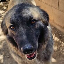 REMO, Hund, Mischlingshund in Spanien - Bild 1