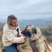 REMO, Hund, Mischlingshund in Spanien - Bild 3