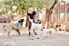 REMO, Hund, Mischlingshund in Spanien - Bild 4