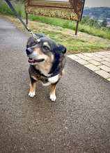 BONNY, Hund, Mischlingshund in Schwäbisch Gmünd - Bild 11