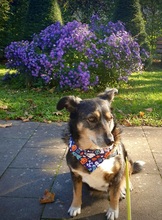 BONNY, Hund, Mischlingshund in Schwäbisch Gmünd - Bild 12