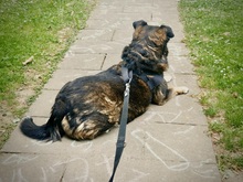BONNY, Hund, Mischlingshund in Schwäbisch Gmünd - Bild 13