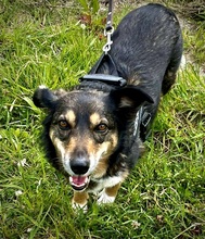 BONNY, Hund, Mischlingshund in Schwäbisch Gmünd - Bild 14