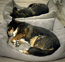 BONNY, Hund, Mischlingshund in Schwäbisch Gmünd - Bild 15