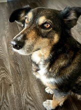 BONNY, Hund, Mischlingshund in Schwäbisch Gmünd - Bild 16