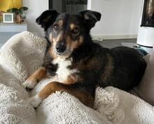 BONNY, Hund, Mischlingshund in Schwäbisch Gmünd - Bild 2