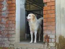 JAMES, Hund, Mischlingshund in Griechenland - Bild 3