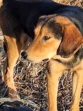 FELIXM, Hund, Mischlingshund in Griechenland - Bild 3