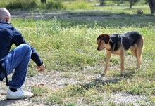 FELIXM, Hund, Mischlingshund in Griechenland - Bild 6