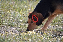 FELIXM, Hund, Mischlingshund in Griechenland - Bild 7