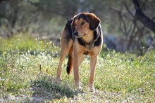 FELIXM, Hund, Mischlingshund in Griechenland - Bild 8