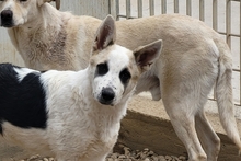 SOFIACARA, Hund, Maremmano-Hütehund-Mix in Italien - Bild 1