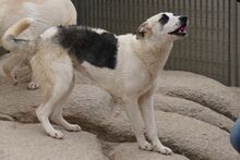 SOFIACARA, Hund, Maremmano-Hütehund-Mix in Italien - Bild 10