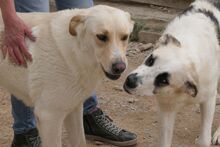 SOFIACARA, Hund, Maremmano-Hütehund-Mix in Italien - Bild 11