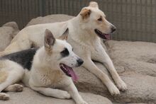 SOFIACARA, Hund, Maremmano-Hütehund-Mix in Italien - Bild 12
