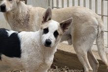 SOFIACARA, Hund, Maremmano-Hütehund-Mix in Italien - Bild 13