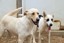 SOFIACARA, Hund, Maremmano-Hütehund-Mix in Italien - Bild 15