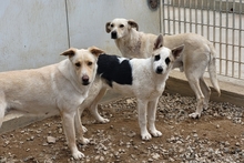 SOFIACARA, Hund, Maremmano-Hütehund-Mix in Italien - Bild 16