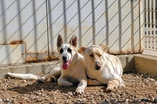 SOFIACARA, Hund, Maremmano-Hütehund-Mix in Italien - Bild 17