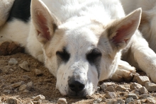 SOFIACARA, Hund, Maremmano-Hütehund-Mix in Italien - Bild 18