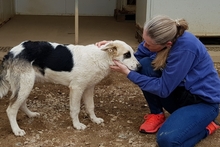 SOFIACARA, Hund, Maremmano-Hütehund-Mix in Italien - Bild 2