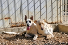 SOFIACARA, Hund, Maremmano-Hütehund-Mix in Italien - Bild 5