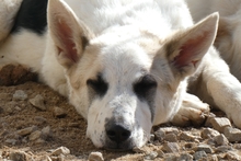 SOFIACARA, Hund, Maremmano-Hütehund-Mix in Italien - Bild 6