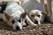 SOFIACARA, Hund, Maremmano-Hütehund-Mix in Italien - Bild 7