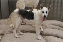SOFIACARA, Hund, Maremmano-Hütehund-Mix in Italien - Bild 8