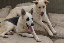 SOFIACARA, Hund, Maremmano-Hütehund-Mix in Italien - Bild 9