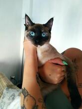 YUNA, Katze, Siam-Mix in Spanien - Bild 2