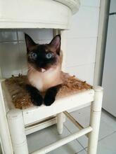 YUNA, Katze, Siam-Mix in Spanien - Bild 3