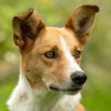 BONITOS, Hund, Mischlingshund in Lauf