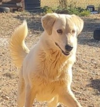 GRETA, Hund, Mischlingshund in Griechenland - Bild 1