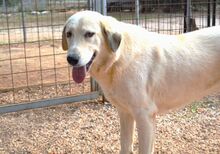 GRETA, Hund, Mischlingshund in Griechenland - Bild 4