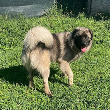 AGA, Hund, Herdenschutzhund-Mix in Kroatien - Bild 3