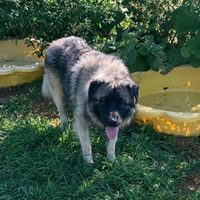 AGA, Hund, Herdenschutzhund-Mix in Kroatien - Bild 5