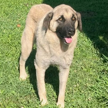 HOODIE, Hund, Kangal-Mix in Kroatien - Bild 1