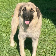 HOODIE, Hund, Kangal-Mix in Kroatien - Bild 2