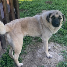 HOODIE, Hund, Kangal-Mix in Kroatien - Bild 3